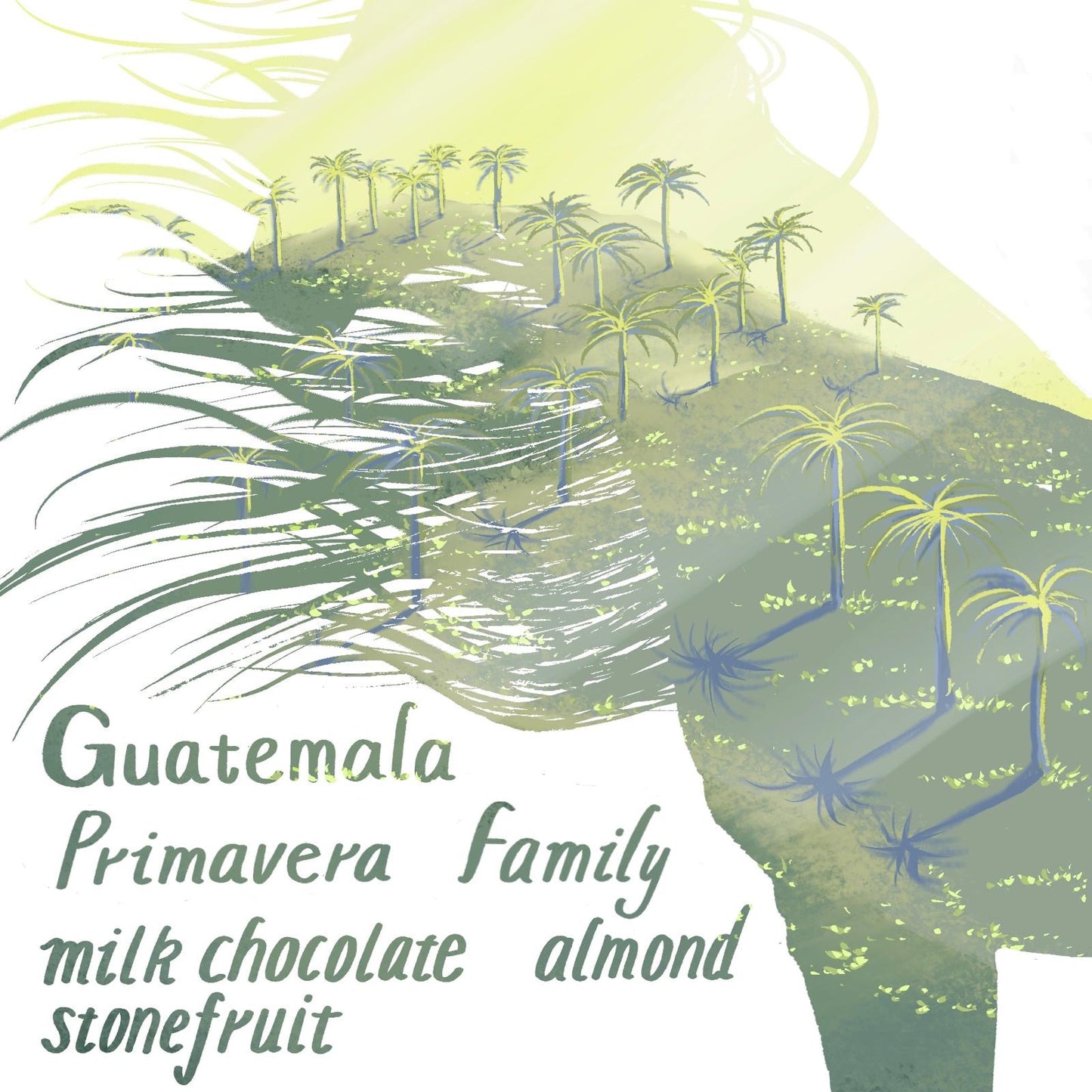 Primavera Family